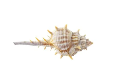 Thorn conch seashell on a white background. Stock Photos