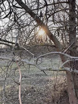Thorn-Covered Tree Branches Framed by Setting Sun Stock Photos