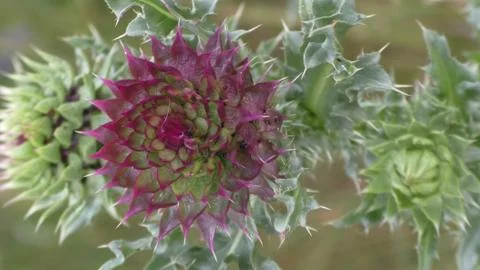 Thorn in the field Foto stock