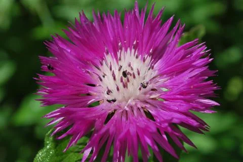 Thorn Flower Stock Photos