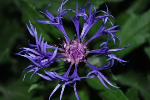 Thorn Flower Stock Photos