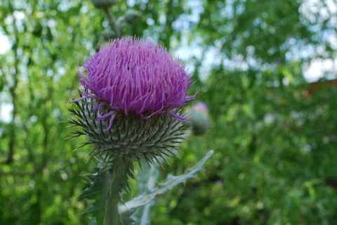 Thorn Flower Stock Photos