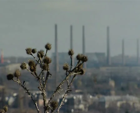 Thorn Stock Footage 33704188