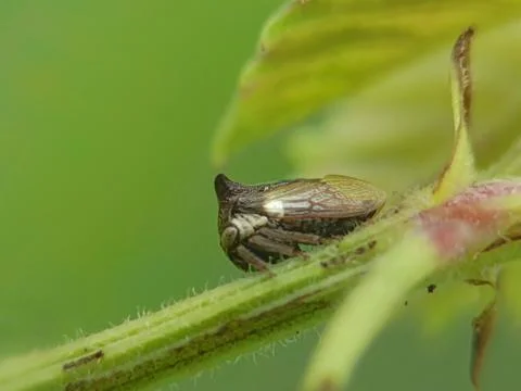 Thorn Hopper Stock Photos