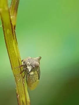 Thorn Hopper Stock Photos