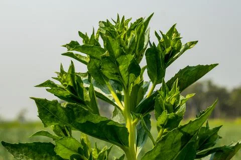 The thorn leaf and It has so many common names, such as Milk Thistle Stock Photos