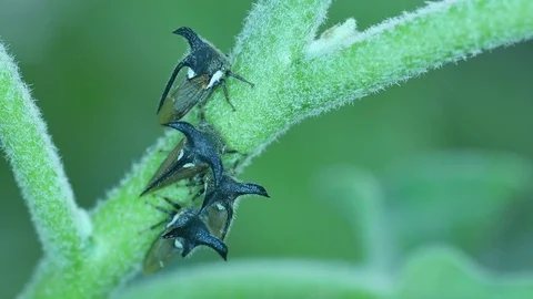 Thorn mimic treehopper on the plant shoot Stock Footage 104718699