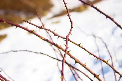 Thorn Stock Photos