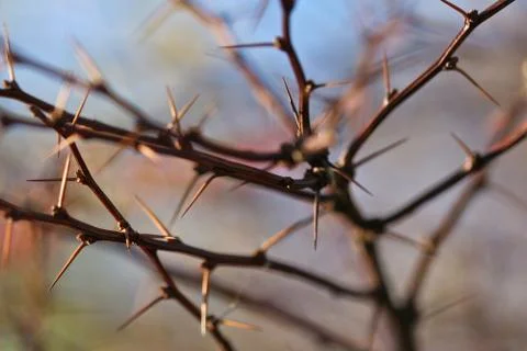 Thorn Stock Photos