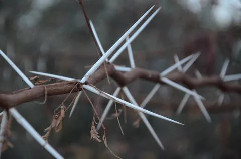 Thorn Stock Photos