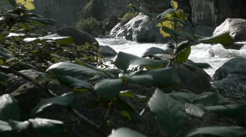 Thorn plant at the river 스톡 동영상 62263386