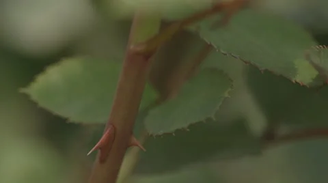 Thorn on the stem of rose plant Stock Footage 50176704