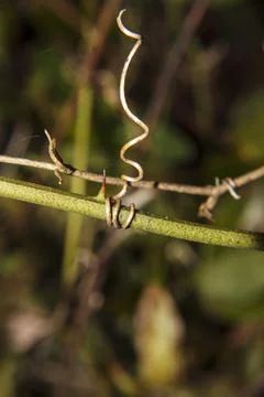 Thorn stem with sharp edge and twirling vine unique shape in the Winter Stock Photos