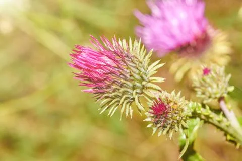 Thorn on summer field Stock Photos