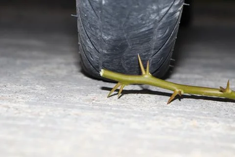 Thorn trap and sharp 스톡 사진