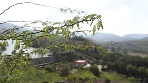 Thorn tree branch swaying in wind. Stock Footage 170278860