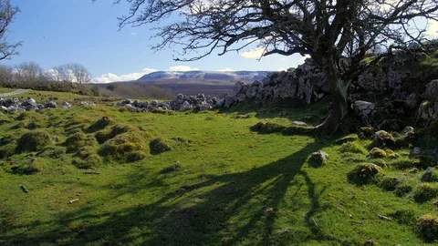 Thorn Tree casts Shadow Cuilcagh Mountain Park Northern Ireland Stock-Footage 99181422