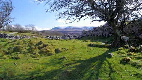 Thorn Tree in Limestone Landscape Cuilcagh Mountain Park Northern Ireland Stock Footage 99181985