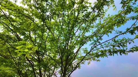 Thorn Tree - Orbiting Shot Stock Footage 262207466