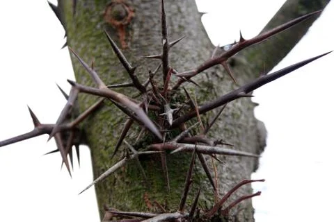 Thorn tree Stock Photos