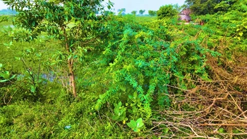 Thorn Tree - Sliding Shot Stock Footage 262179392