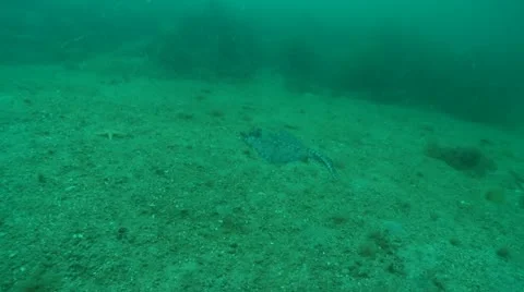 Thornbac ray swim 2 Video stock 12473842