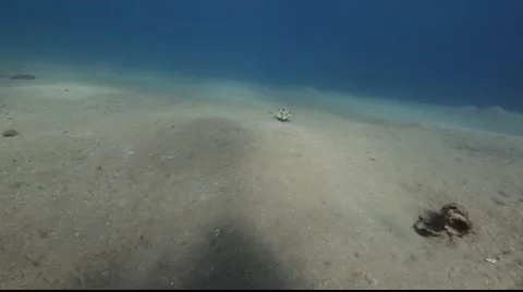 Thornback boxfish. Stock Footage 931243