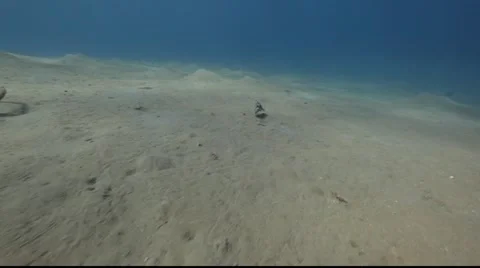 Thornback boxfish. Stock Footage 931244