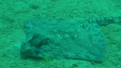 Thornback ray mid 動画素材 12473411