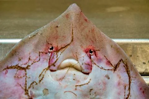 Thornback ray. Stock Photos