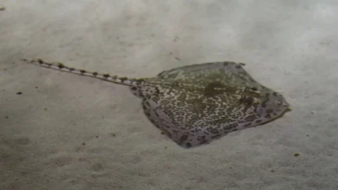 Thornback ray (Raja clavata), also known as the thornback skate Stock Footage 78070740