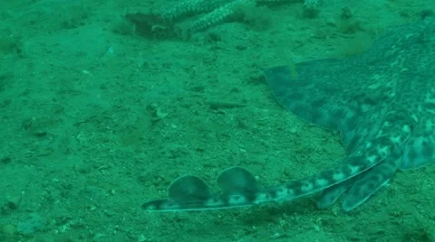 Thornback ray swim Stock Footage 12480492