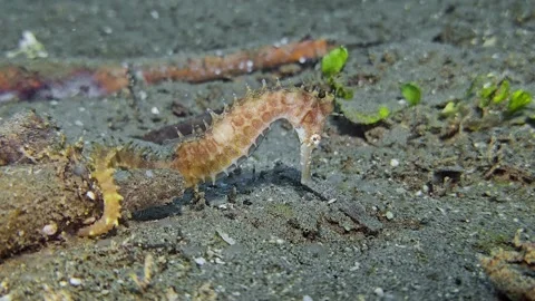 Thornback seahorse Stock Footage 339988188