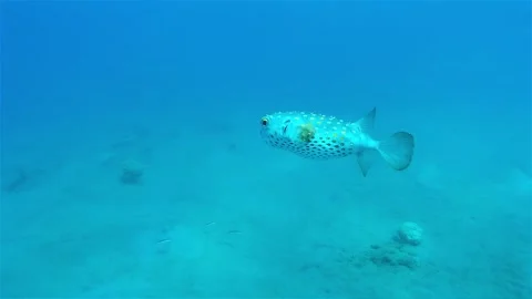 Thorned Blowfish (Pufferfish) Stock Footage 146631895