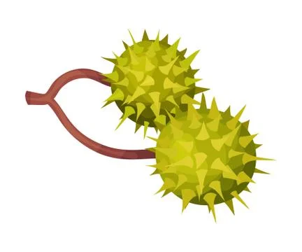 Thorned Green Chestnut in Shell Hanging on Tree Branch Vector Illustration Stock Illustration