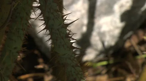 Thorney stem - close up 001 Stock Footage 12517513
