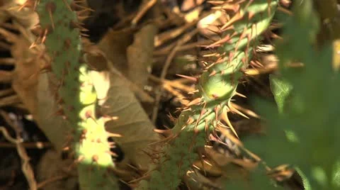 Thorney stem - close up 002 Stock Footage 12517517