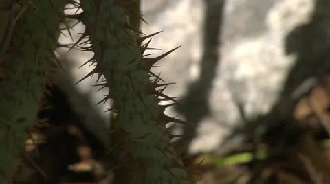 Thorney stem - close up 003 Stock Footage 12517670