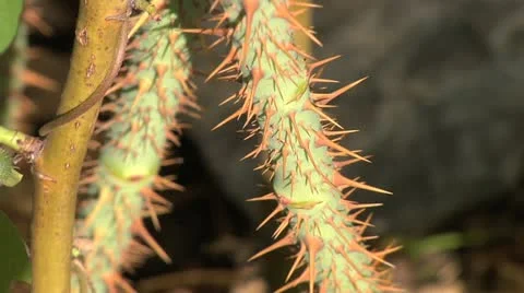 Thorney stem - close up 005 Stock Footage 12517731
