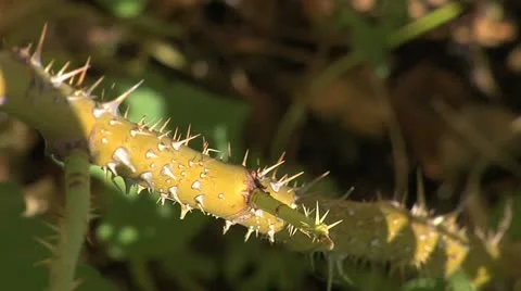 Thorney stem - close up 006 Stock Footage 12517753