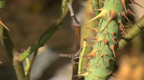 Thorney stem - close up 008 Stock Footage 12517864