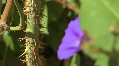 Thorney stem - close up 009 Stock Footage 12517874