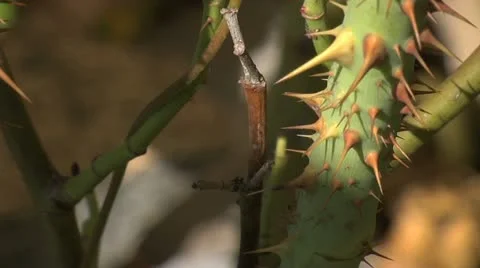 Thorney stem - close up 010 Stock Footage 12517915