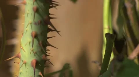 Thorney stem - close up 012 Stock Footage 12518065