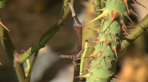 Thorney stem - close up 013 - shadow pass Stock Footage 12518106
