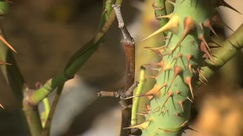 Thorney stem - close up 014- shadow pass 2 Stock Footage 12518179