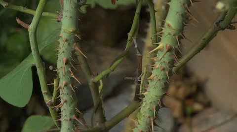 Thorney stem - close up 018 Stock Footage 12519405