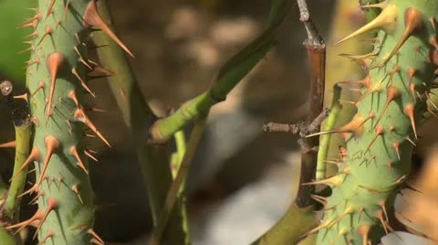 Thorney stem - close up 019 Stock Footage 12519407