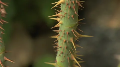 Thorney stem - close up 020 Stock Footage 12530134