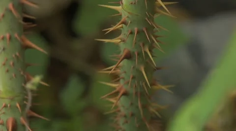 Thorney stem - close up 021- pan up Stock Footage 12530266